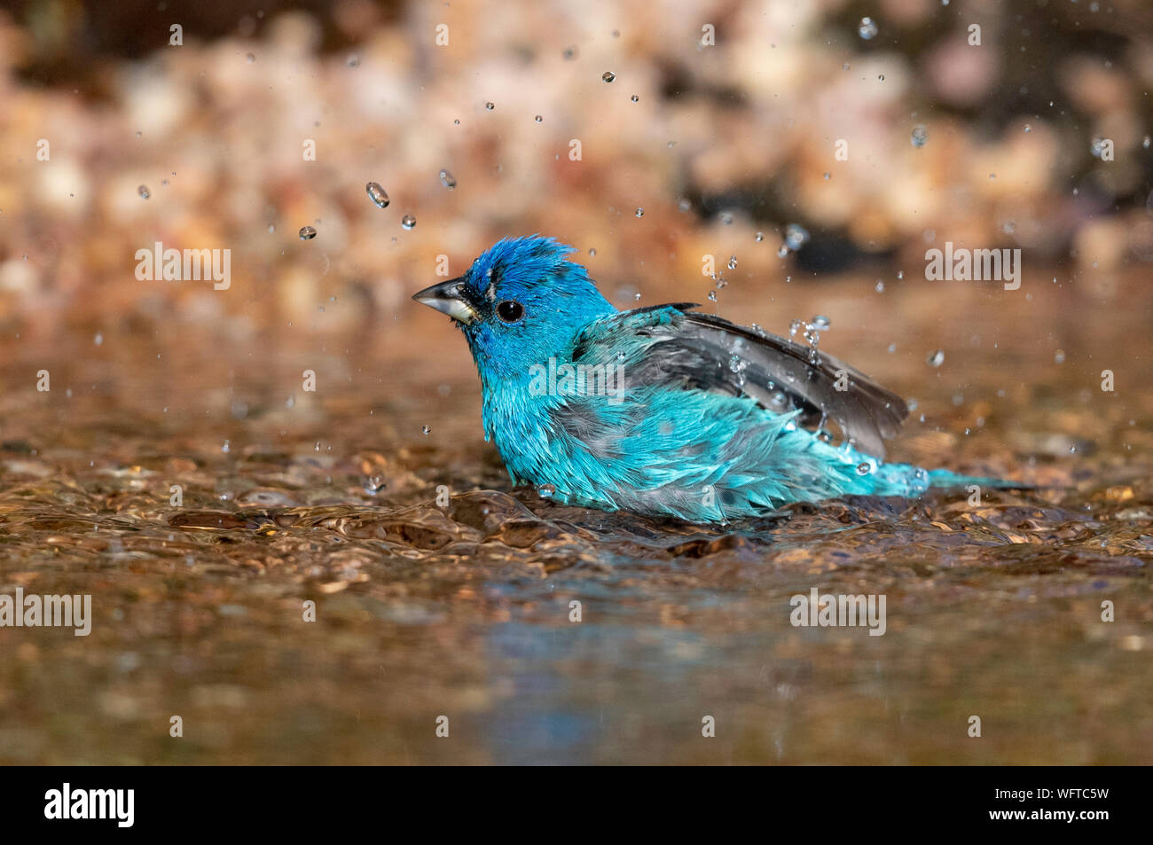 Indigo Bunting during spring migration in Galveston Texas Stock Photo Alamy