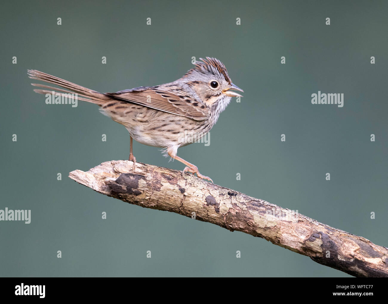 Lincoln's Sparrow on perch at water drip in Galveston Texas Stock Photo