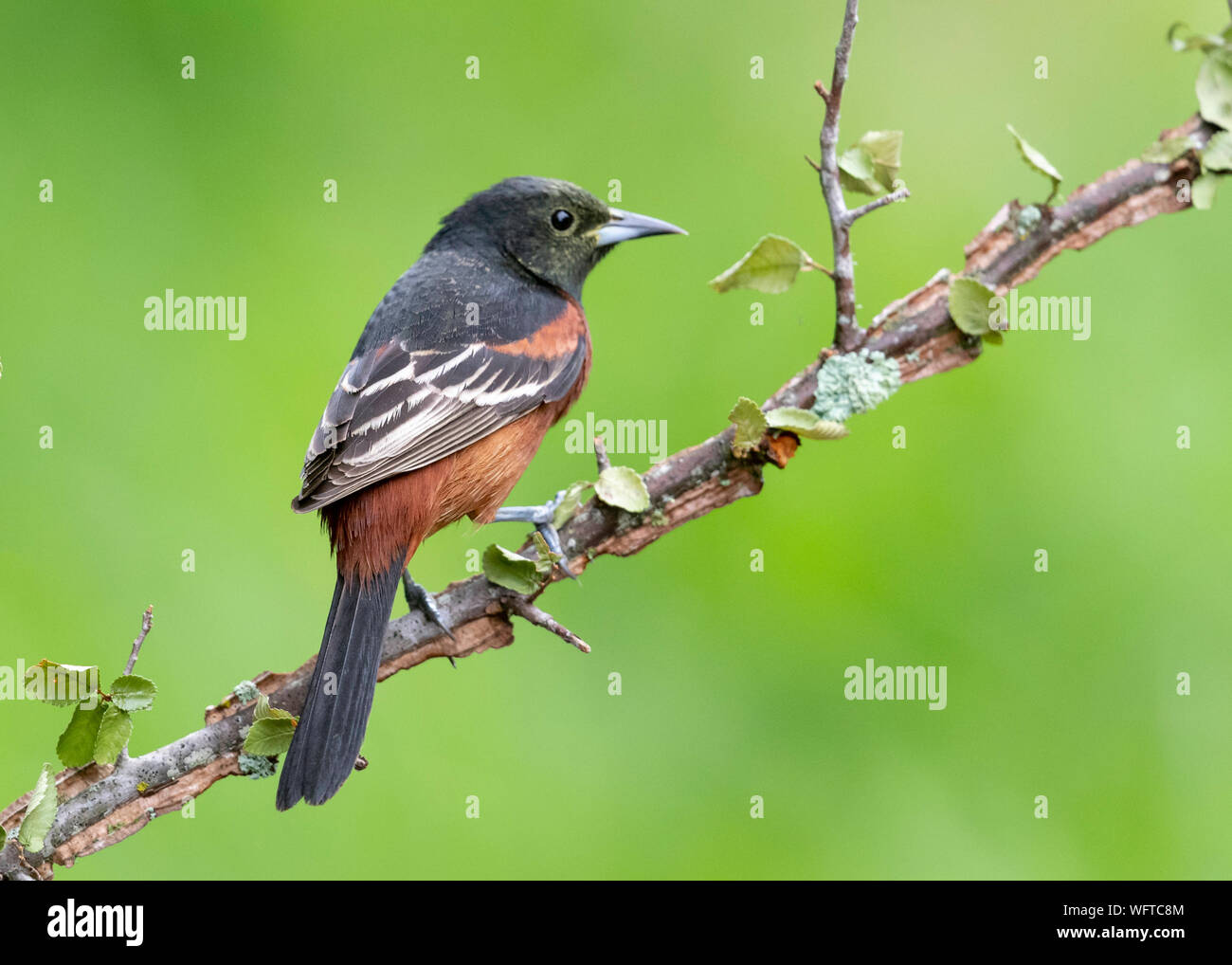 Orchard Oriole setting on perch at water drip in Galveston Texas Stock Photo