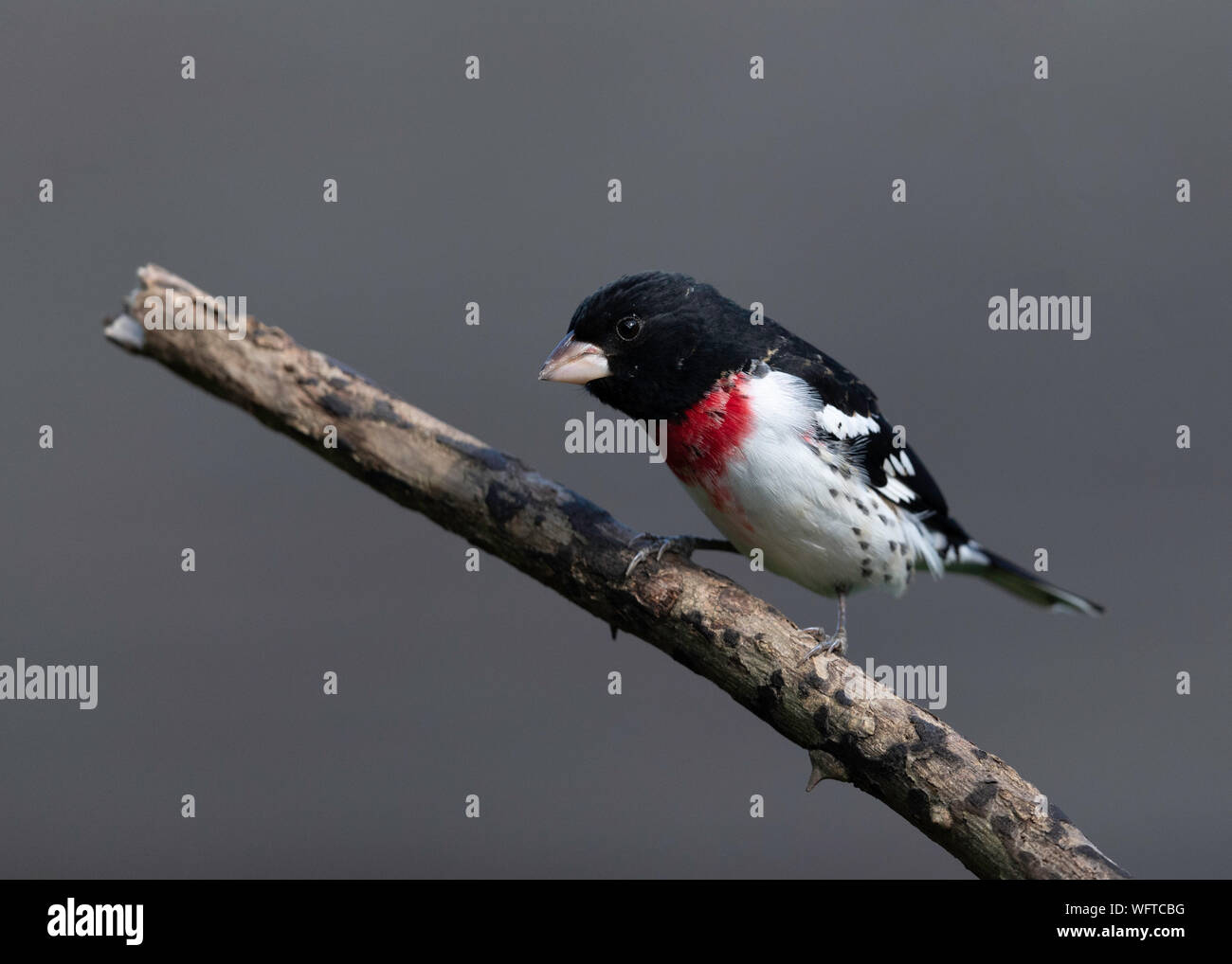 Rose-breasted Grosbeak perched at water drip during spring migration in Galveston Texas Stock Photo
