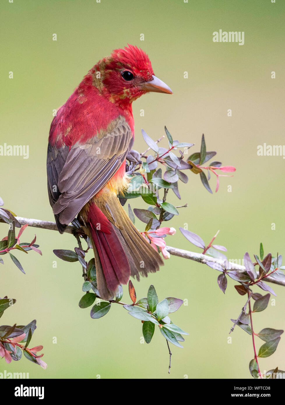 Summer Tanager perched at a water drip during spring migration in Galveston Texas Stock Photo