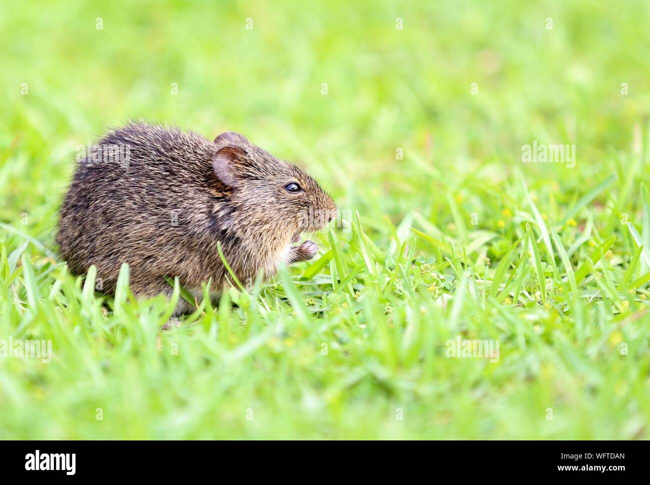 Grass mouse hires stock photography and images Alamy