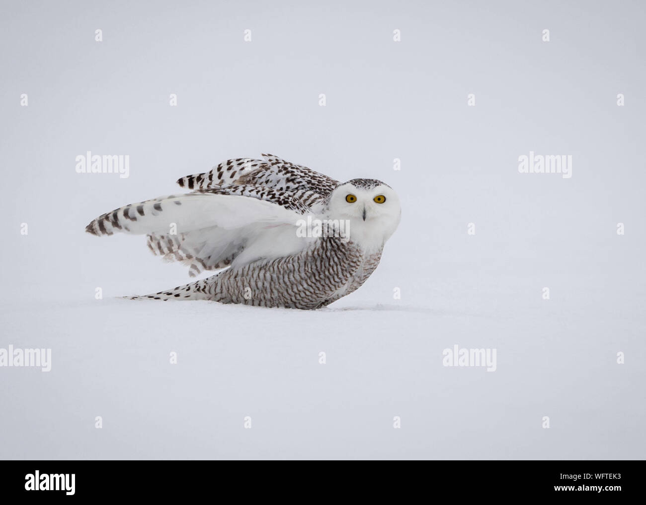 Snowy Owls of Ontario Canada Stock Photo