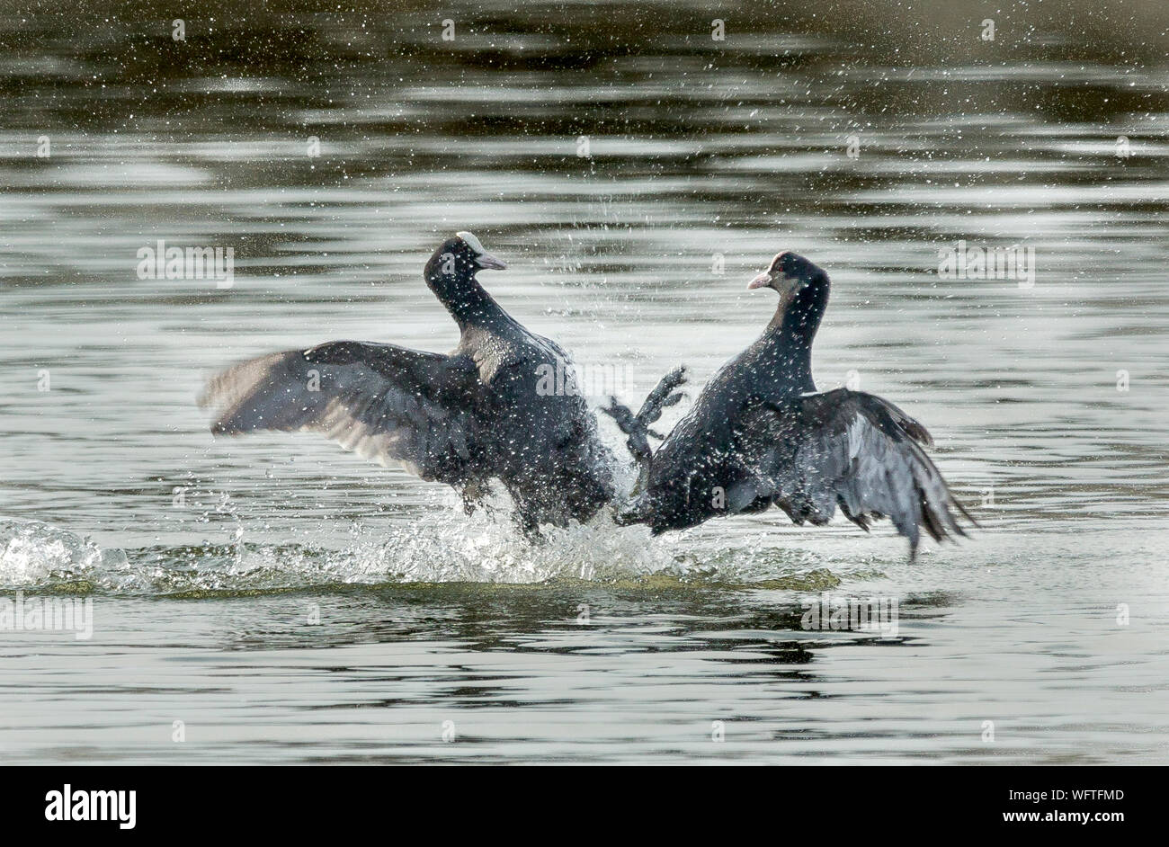 View Of Birds In Water Stock Photo - Alamy