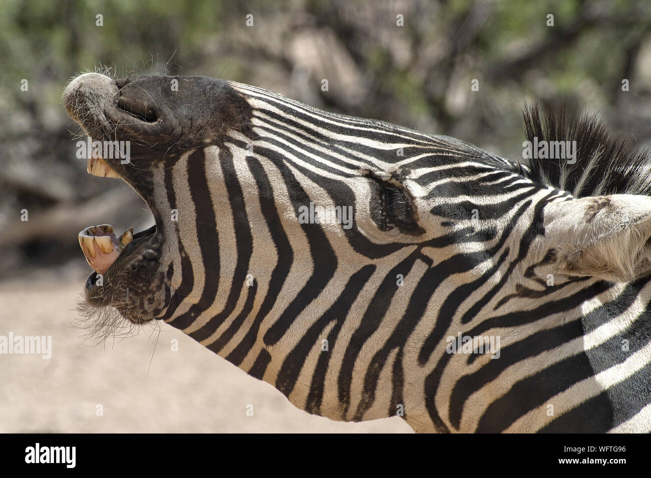 Grant’s Zebra. Closeup of head with mouth open and barking and looking to the left.Teeth showing. Stock Photo
