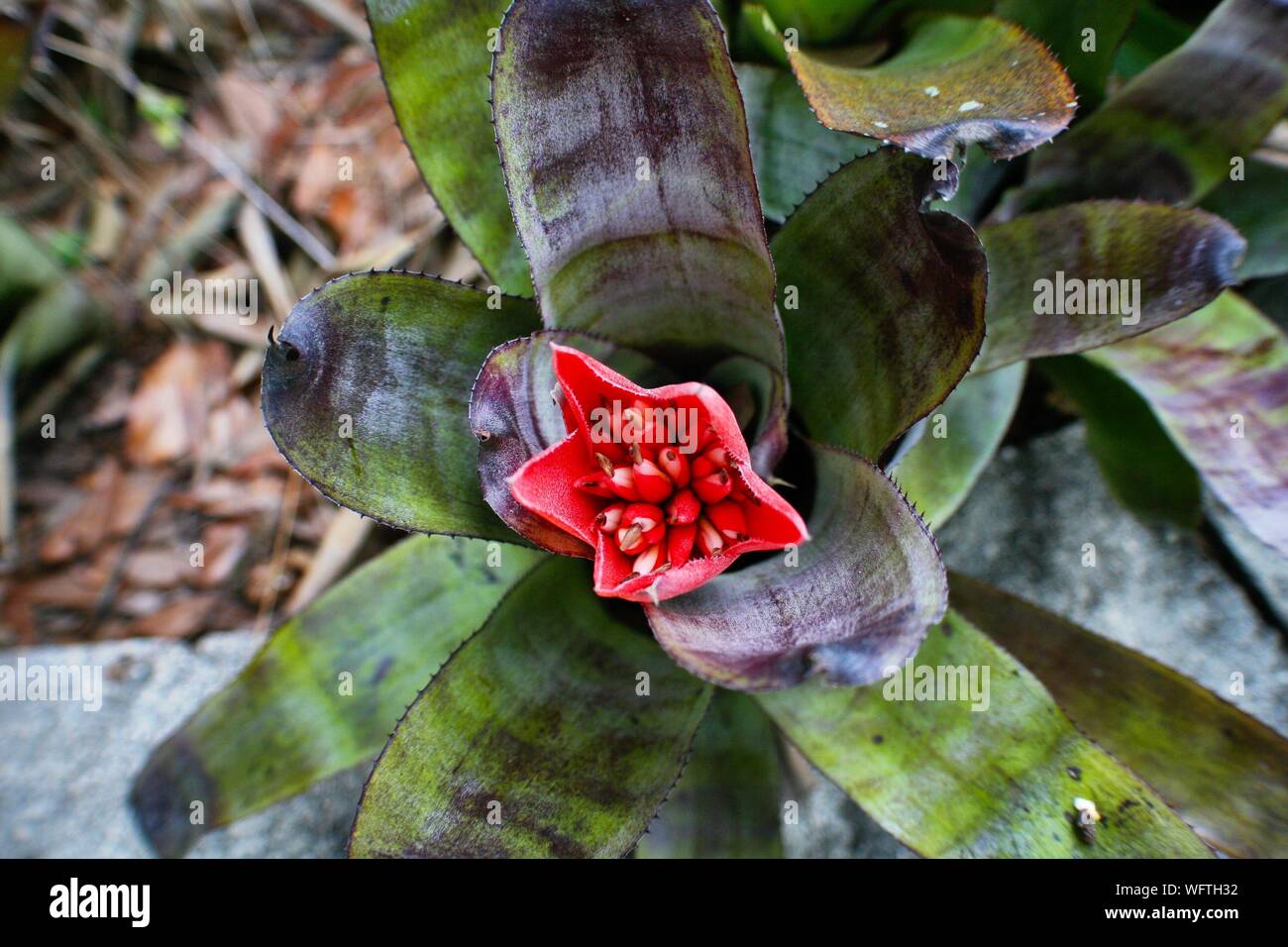 High Angle View Of Bromeliaceae Growing In Back Yard Stock Photo