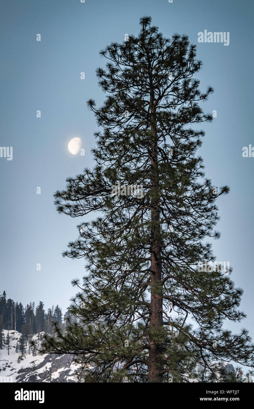 Moon and the tree, Yosemite Valley, California USA Stock Photo