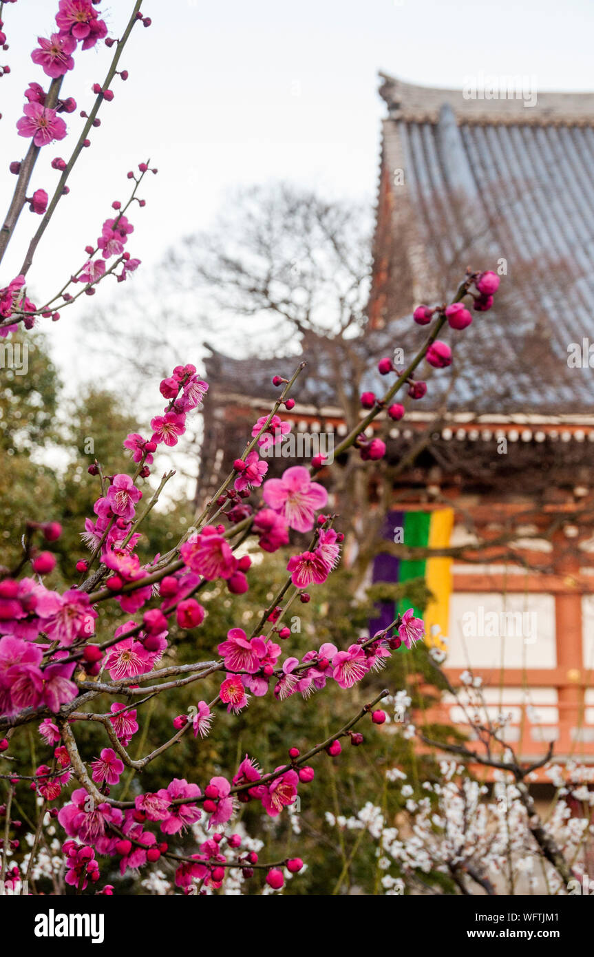 Irimoya, the East Asian hip-and-gable roof of a temple in Kyoto, Japan. Stock Photo