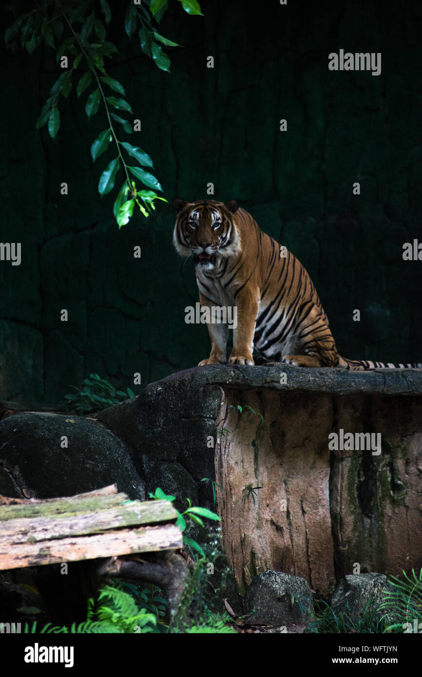 Melaka zoo hi-res stock photography and images - Alamy
