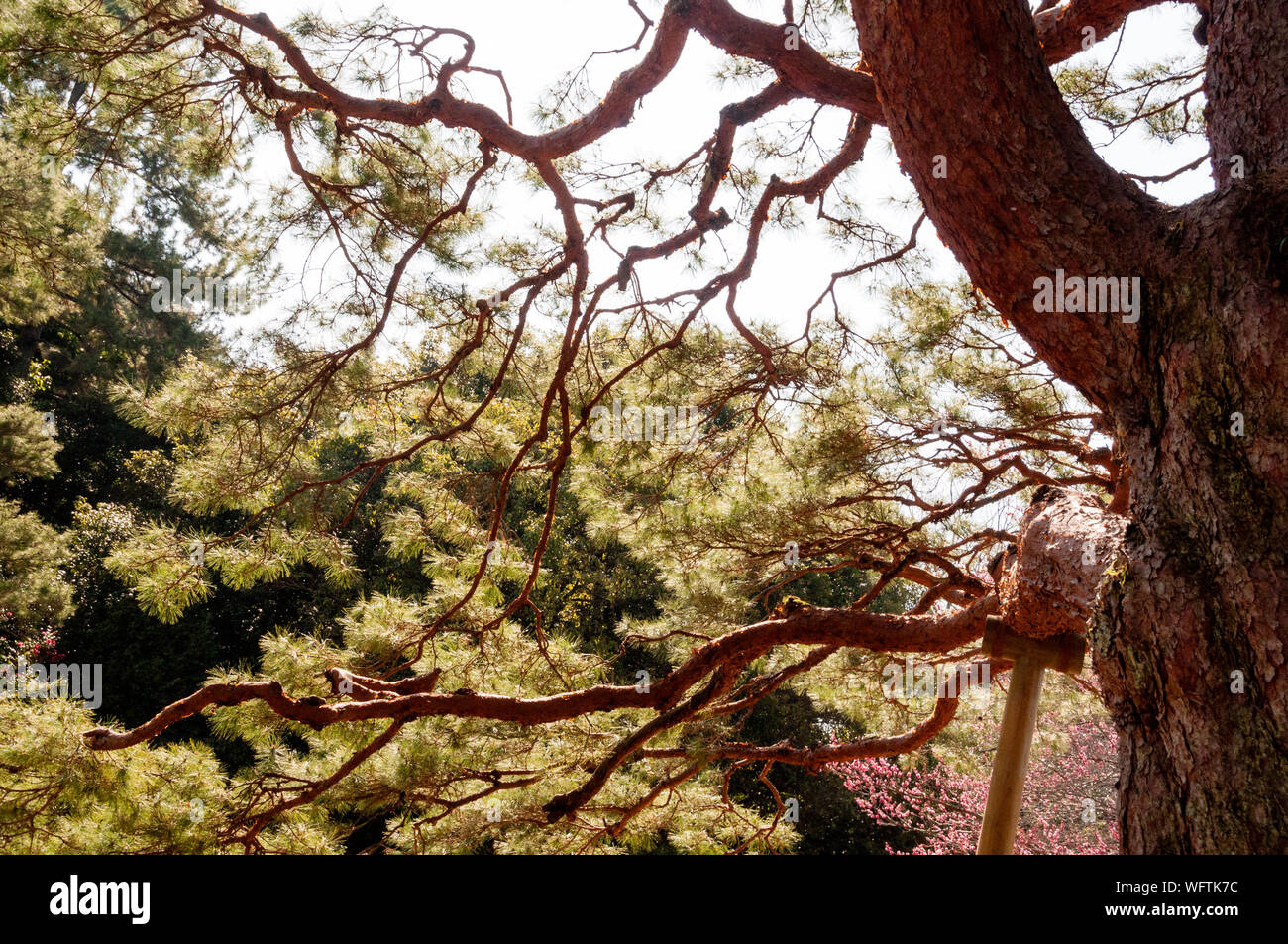 The veneration of old trees in Japan gave rise to a crutch for trees in