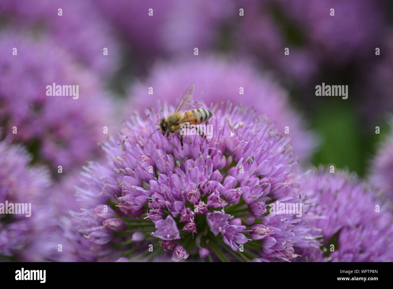 Allum flower hires stock photography and images Alamy