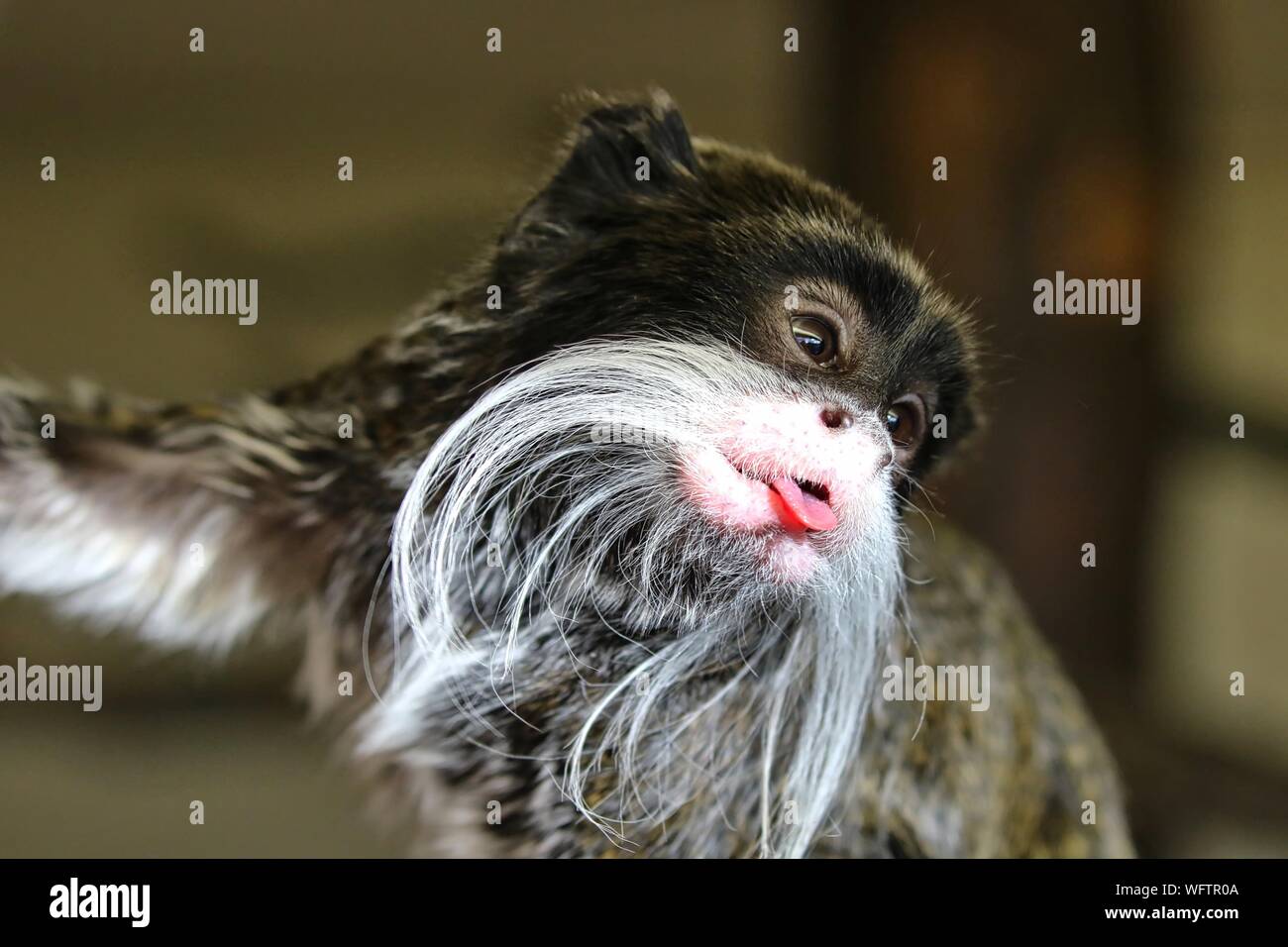 Close Up Of Emperor Tamarin Monkey Sticking Out Tongue Stock Photo Alamy