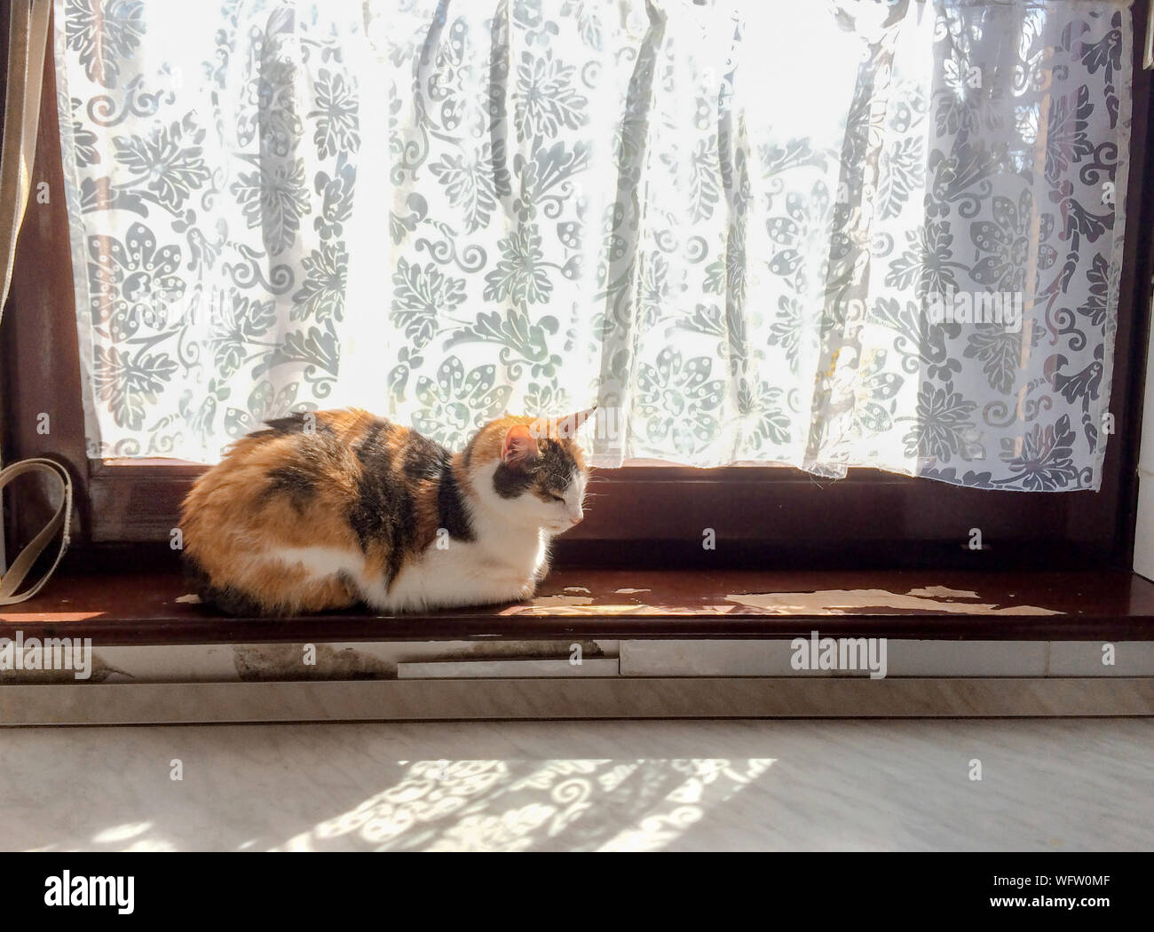 Beautiful Tricolor Cat Basks In The Sun On Old Peeling Paint