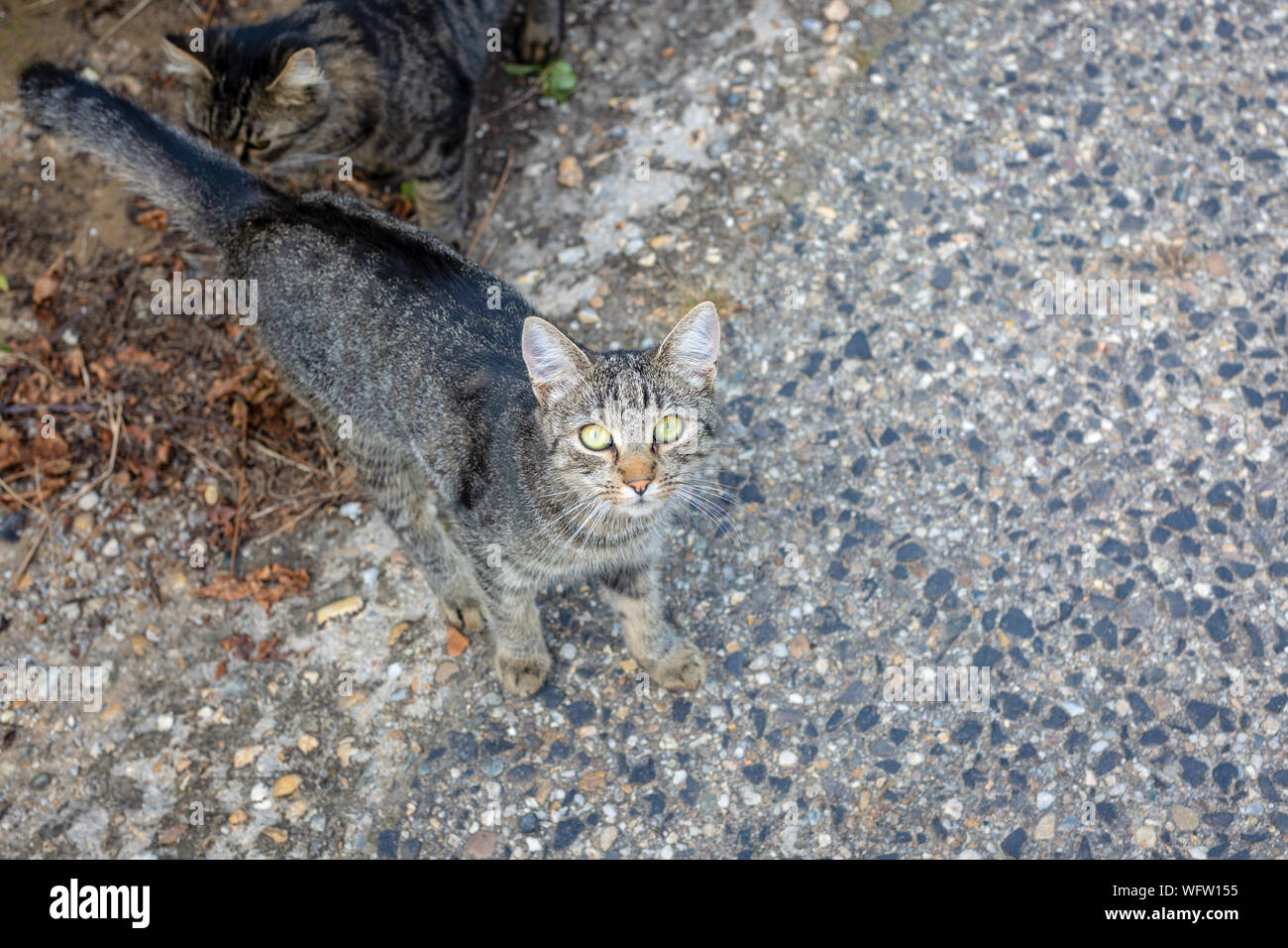 Gray tabby cat outdoors looking at camera. Space for text Stock Photo