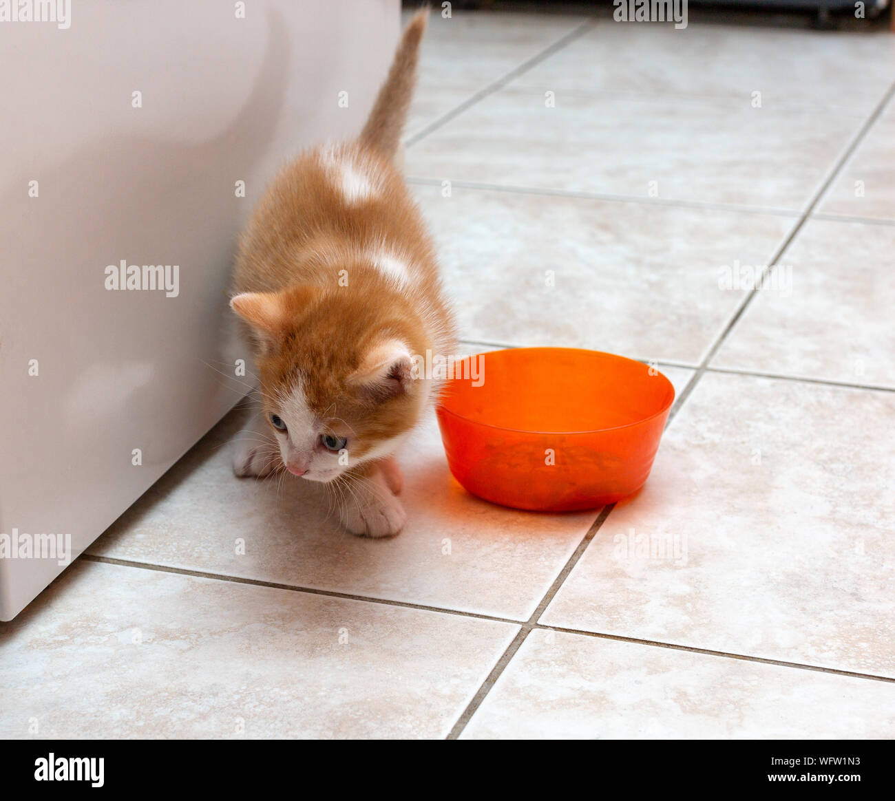 Red kitten with white spots near orange bowl on the tiled floor Stock Photo