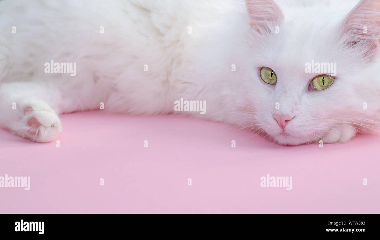 Delicate pastel pink background with a place for text below and a fluffy white cat on top. Stock Photo