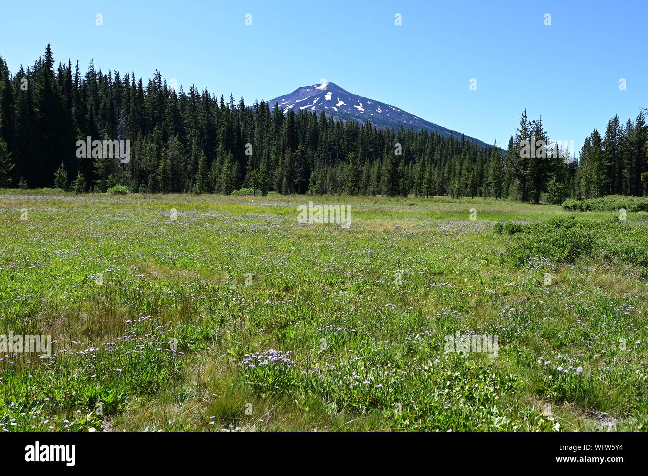 Field of Mountain Daisy - Erigeron peregrinus - with Mount Bachelor in background on clear sunny summer day. Stock Photo