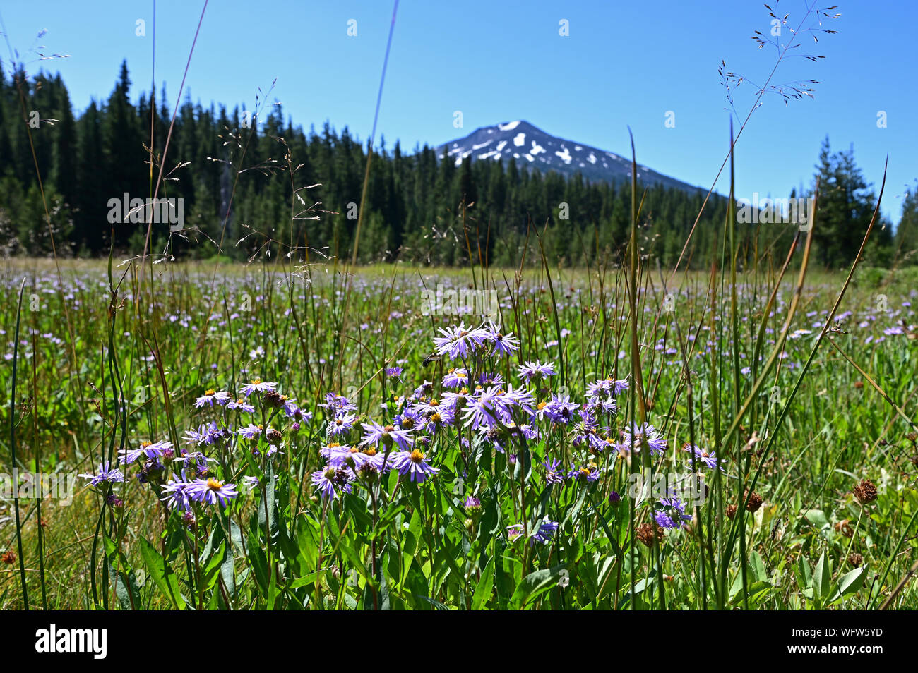 Field of Mountain Daisy - Erigeron peregrinus - with Mount Bachelor in background on clear sunny summer day. Stock Photo