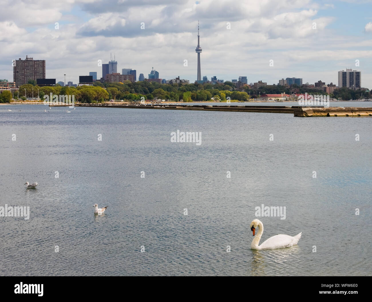 Swan swimming in Lake Ontario in Toronto Stock Photo