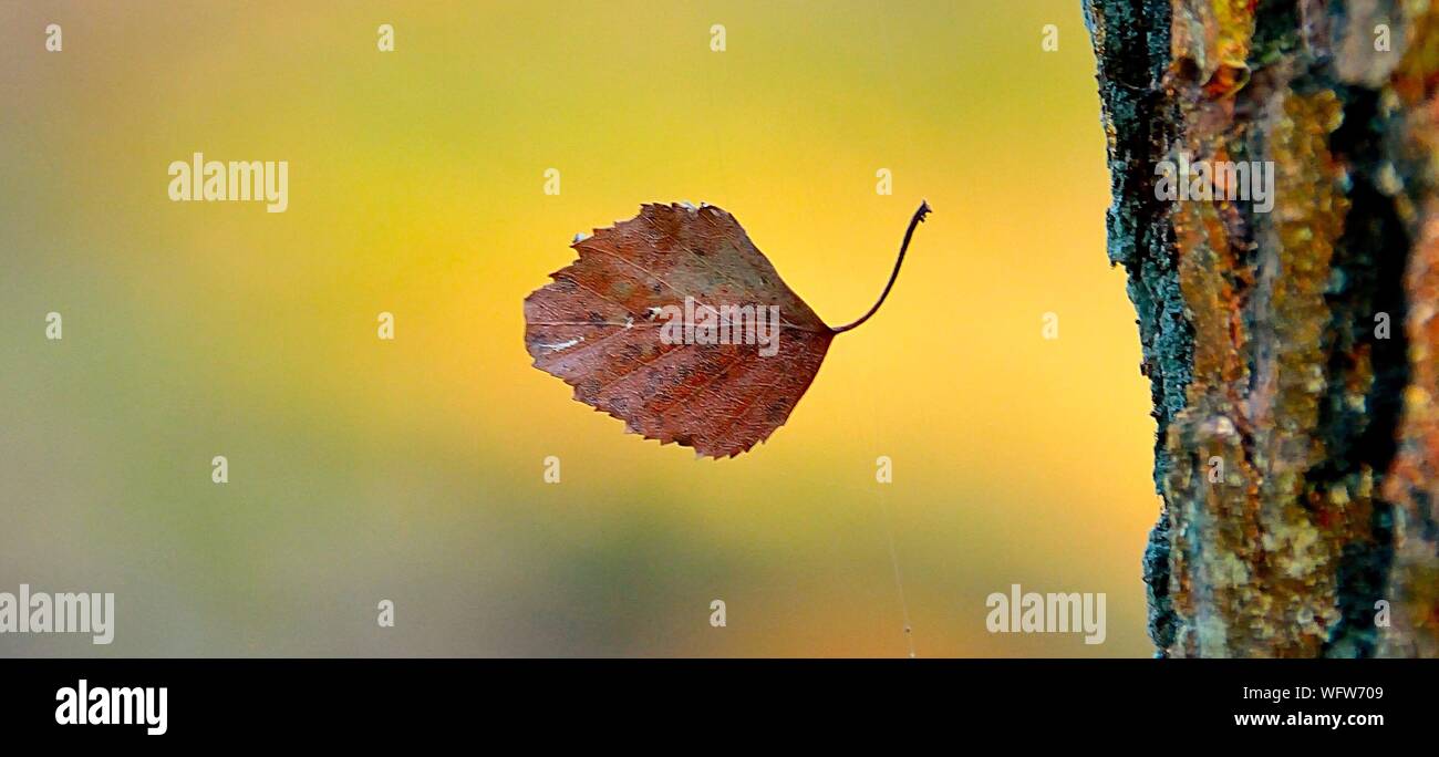 Leaf Falling High Resolution Stock Photography And Images Alamy