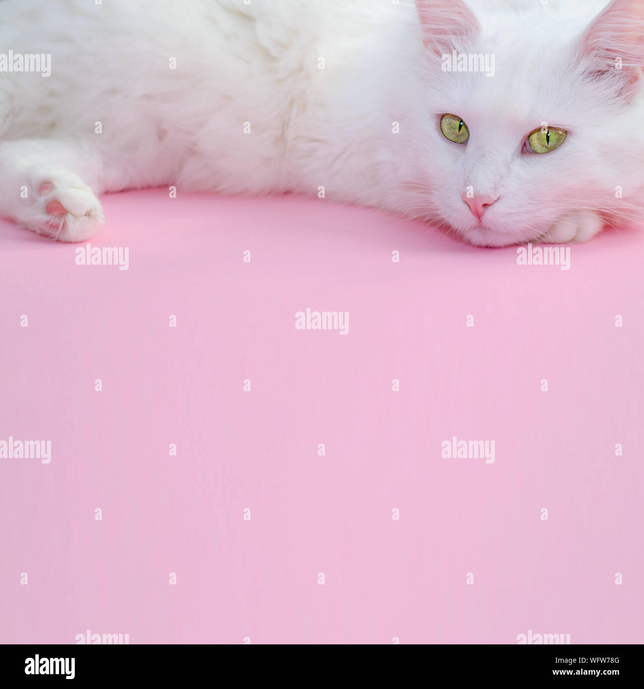 Delicate pastel pink background with a place for text below and a fluffy white cat on top. Stock Photo