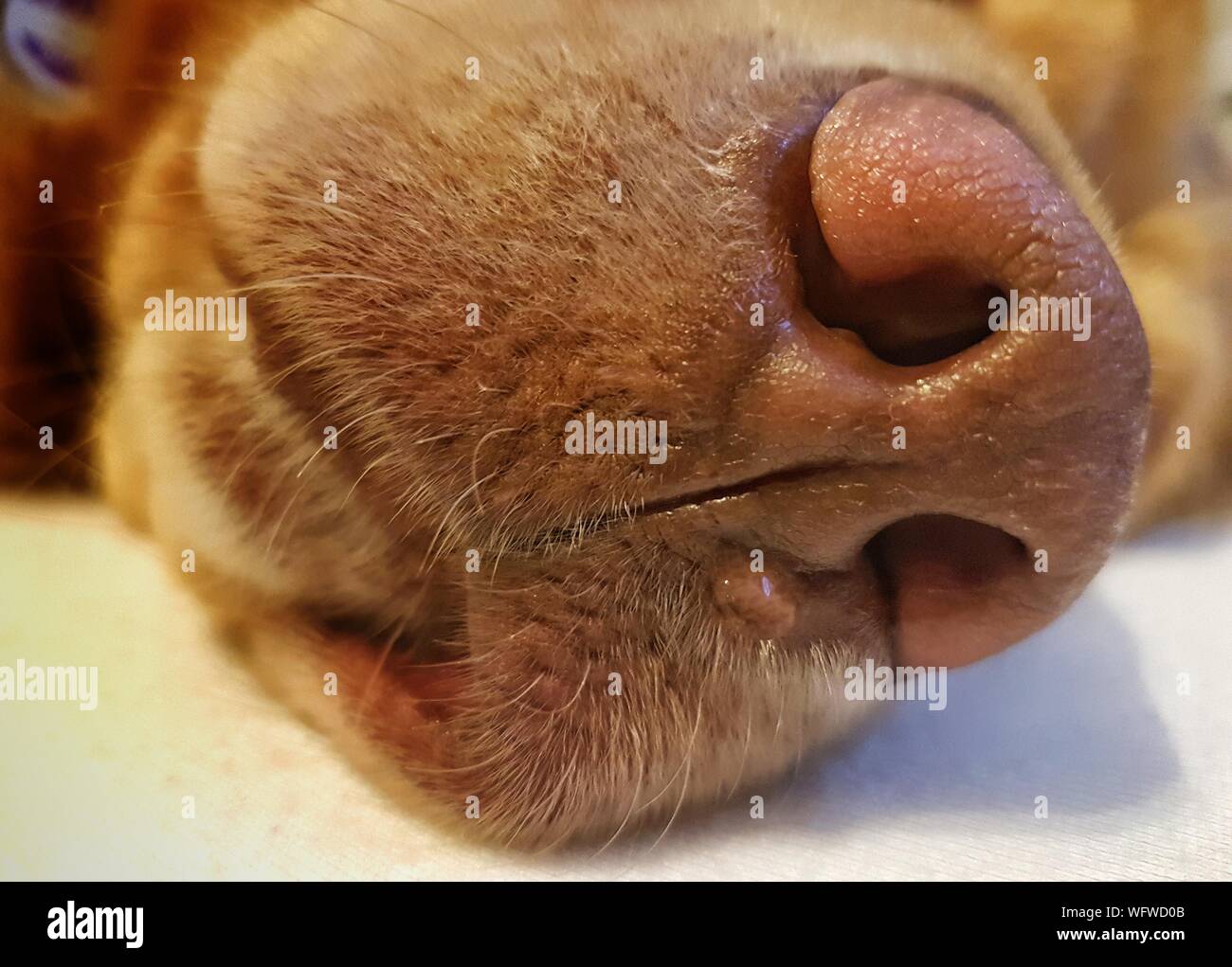 how do you look inside a dogs mouth