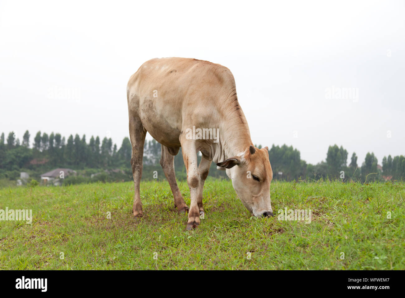 Grazing Cow Stock Photo