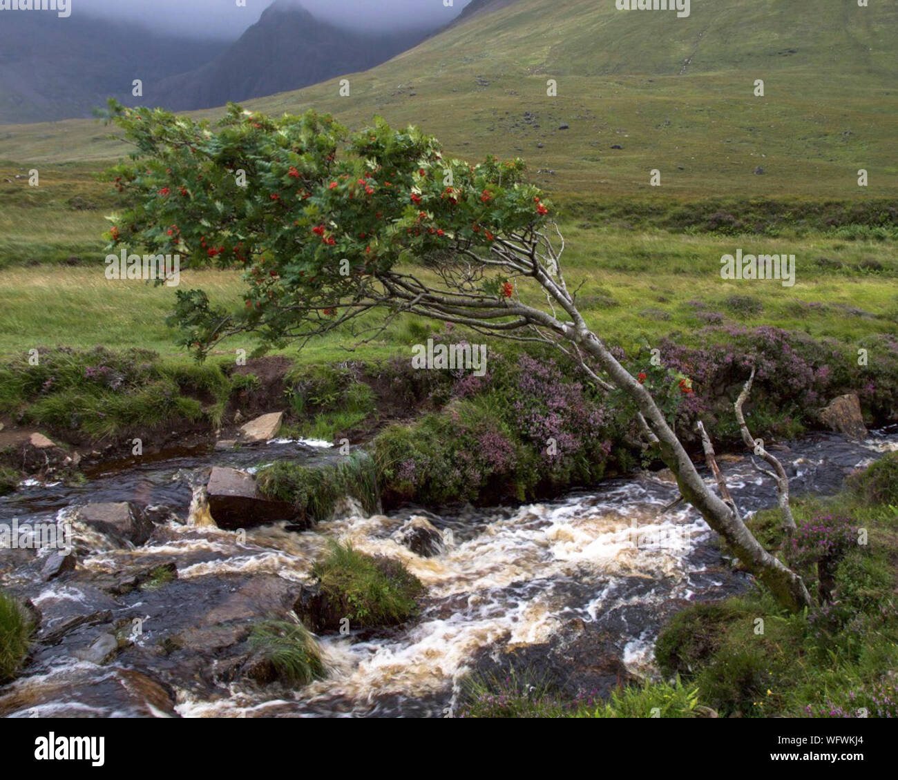 Highland Wind, Cascading Water, Mist, Rowan and Heather on the Isle of Skye, Scotland, UK Stock Photo