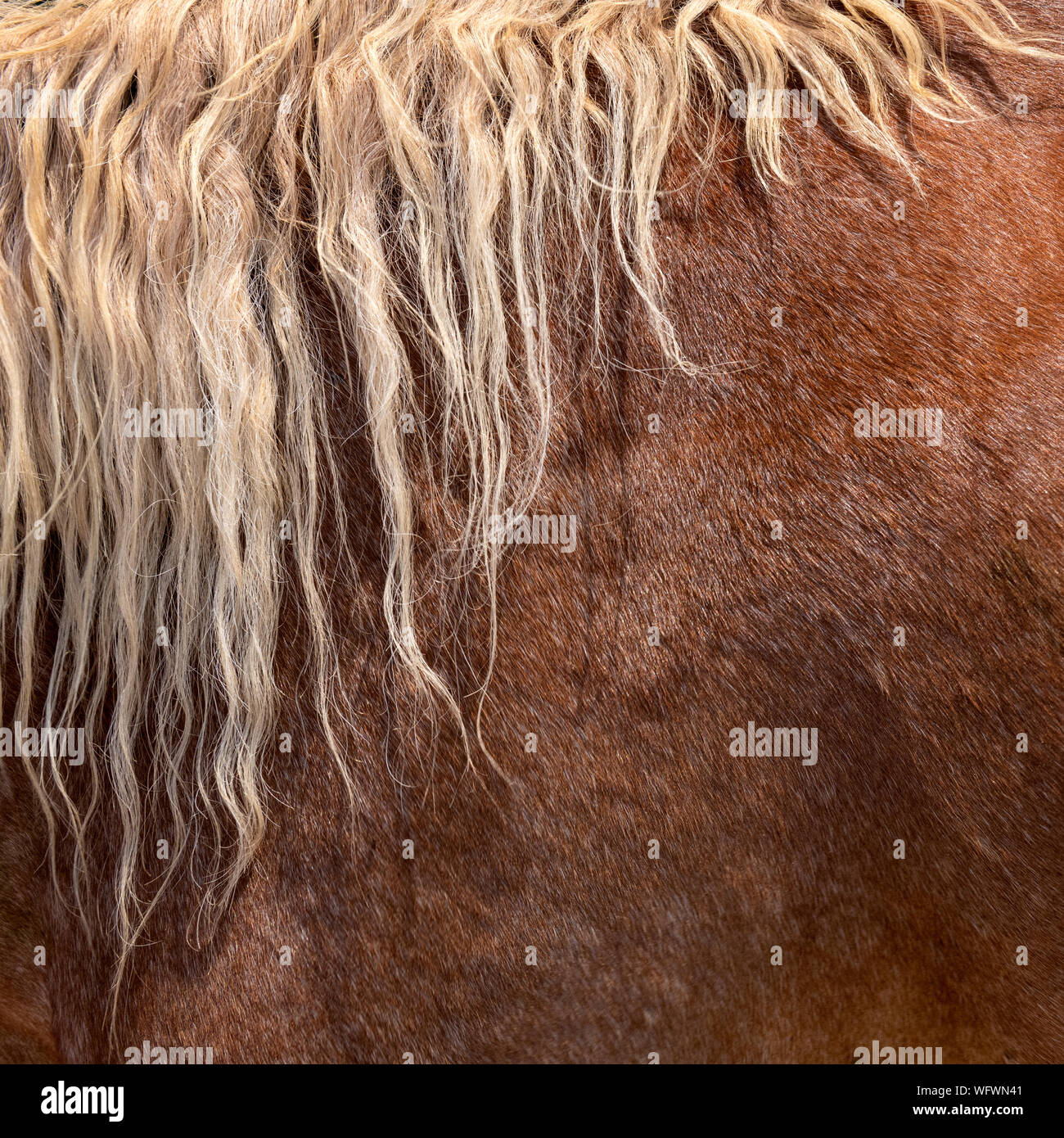 Brown horse skin, hair, or fur pattern texture background. Stock Photo