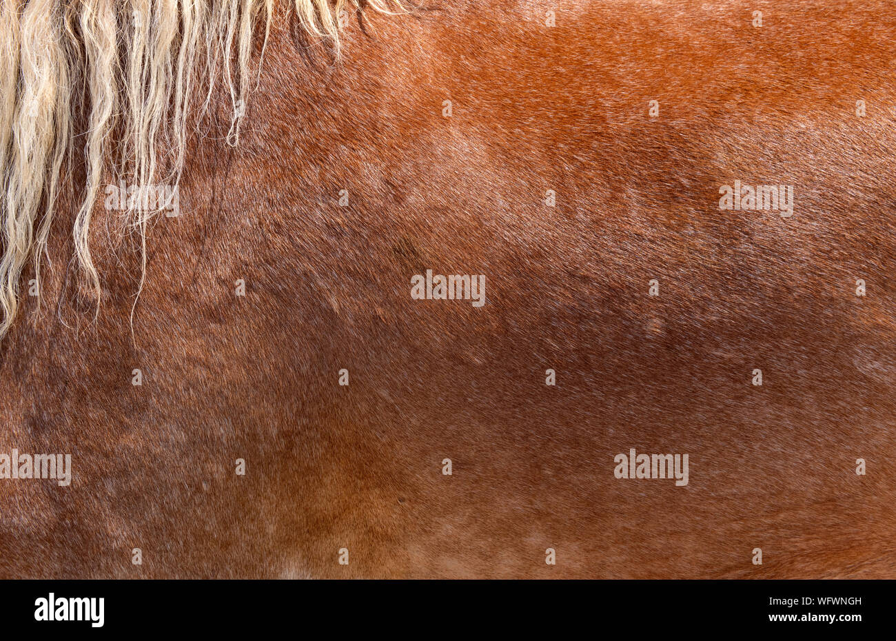 Brown horse skin, hair, or fur pattern texture background. Stock Photo