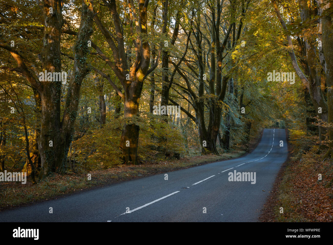 Autumnal tree lined road, Somerset, UK Stock Photo