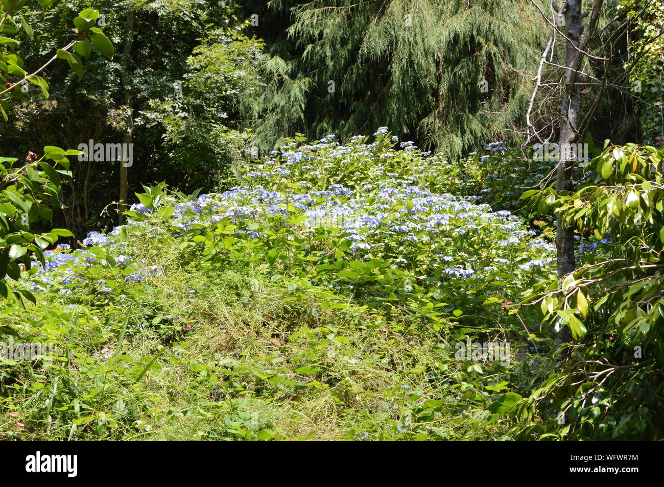 Greenway House Gardens, Devon, England Stock Photo Alamy
