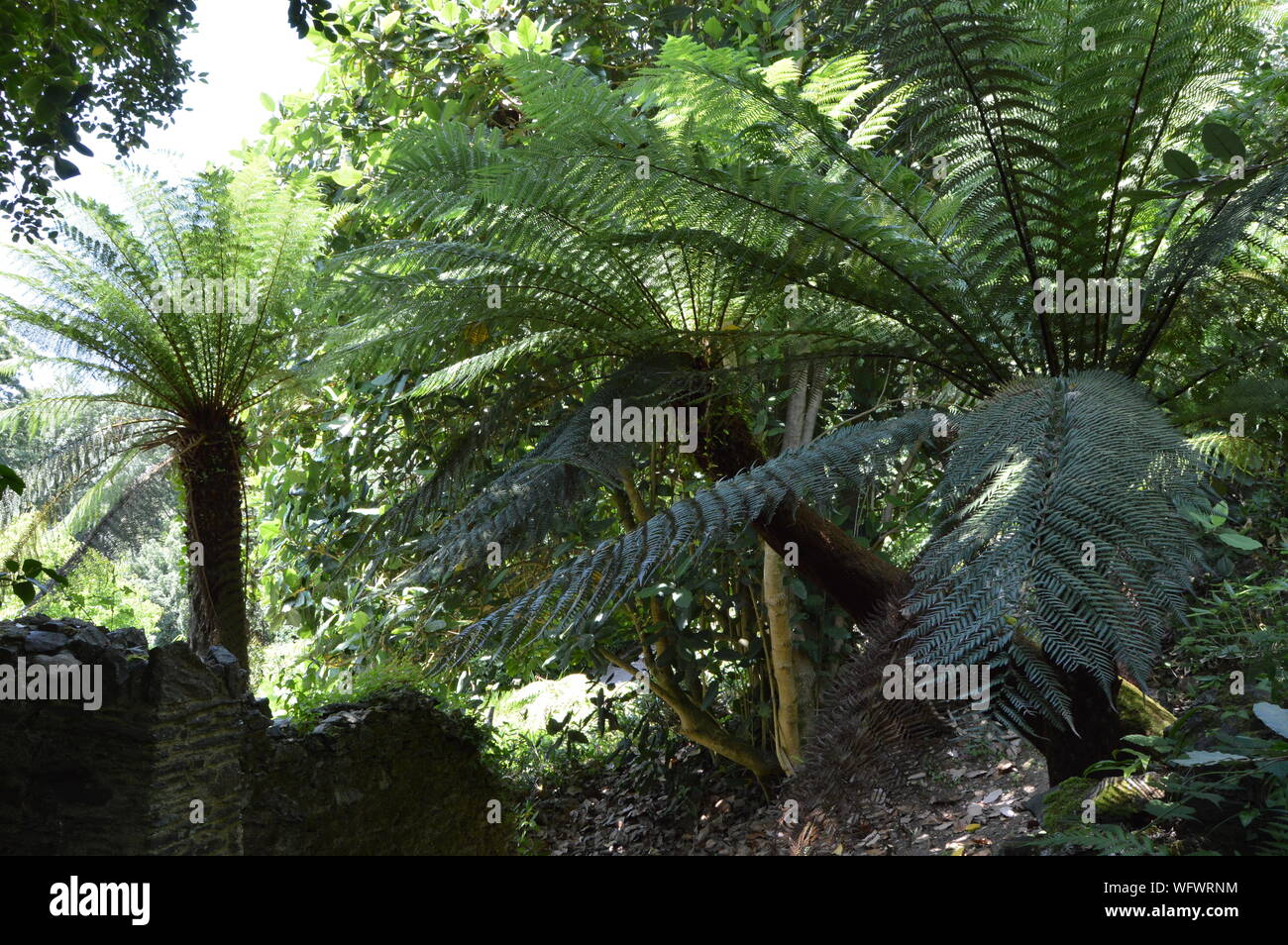 Greenway House Gardens, Devon, England Stock Photo Alamy