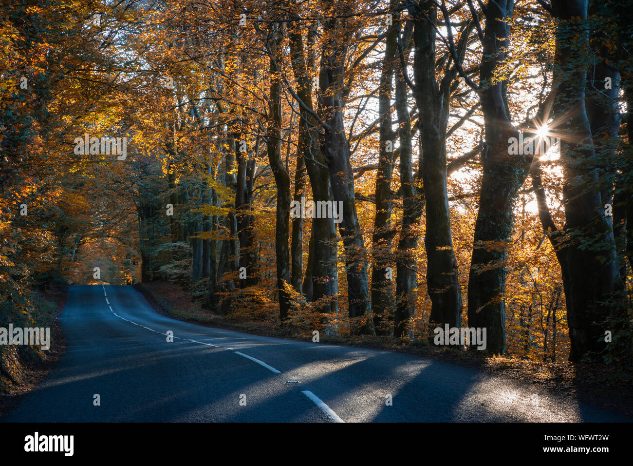 Autumnal tree lined road with sunburst, Somerset, UK Stock Photo