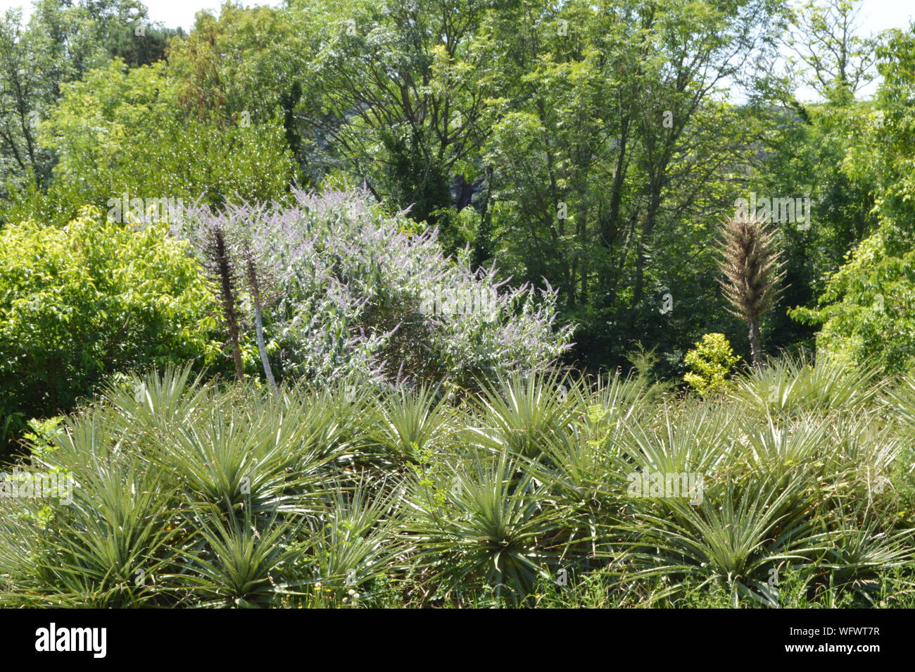 Greenway House Gardens, Devon, England Stock Photo Alamy