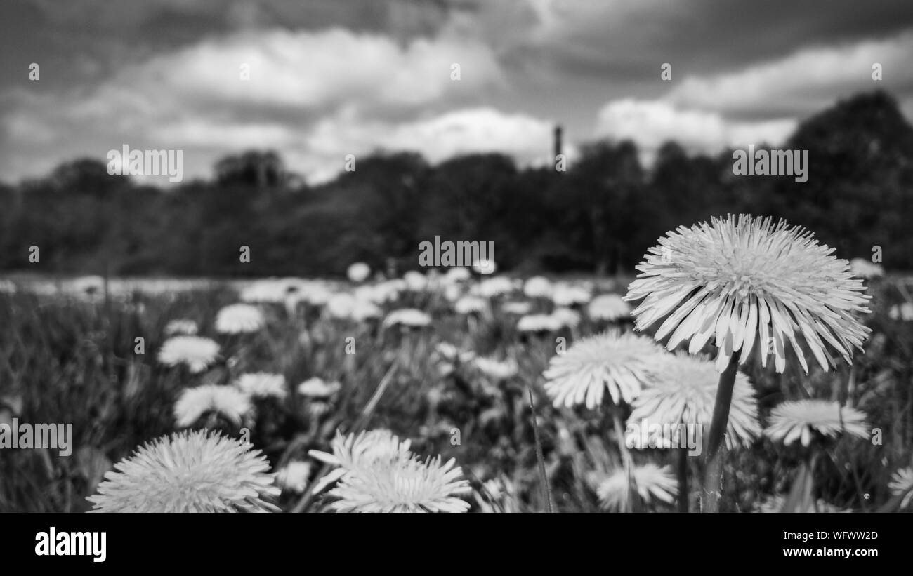 Wildflowers Wildflower Black and White Stock Photos & Images - Alamy