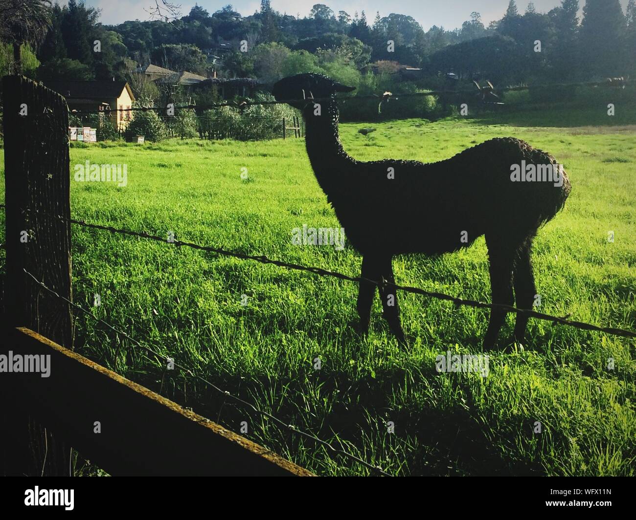 Black Llama On Field Stock Photo Alamy