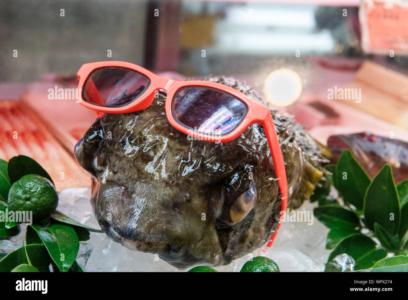 Sunglasses On Turtle Stock Photo Alamy