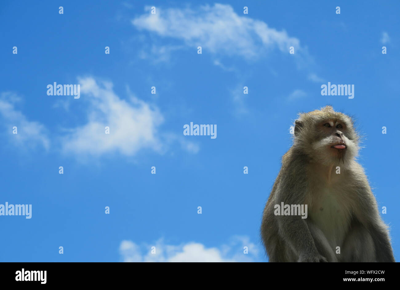 Monkey sticking out tongue hires stock photography and images Alamy