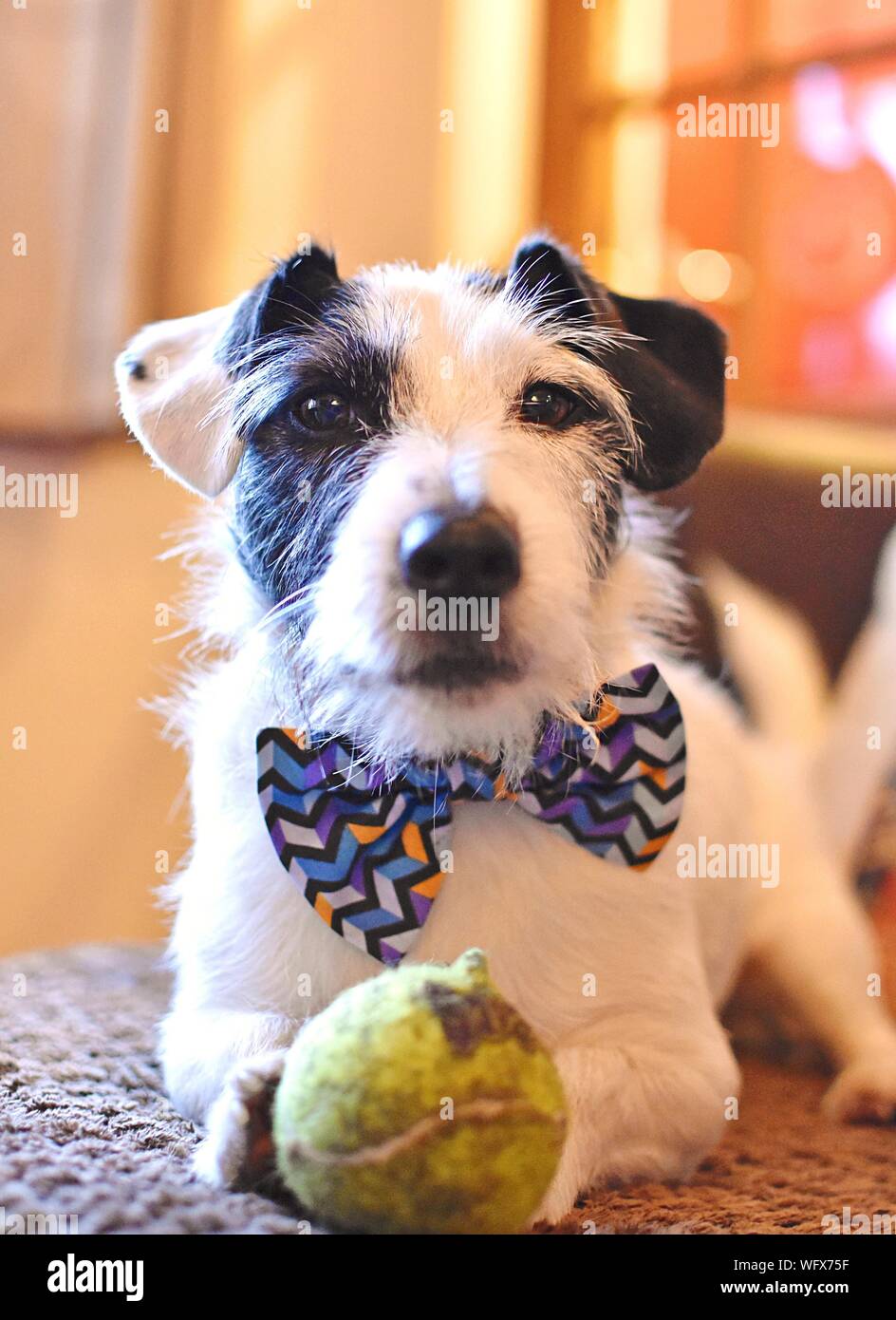 Dog ball bed ball hires stock photography and images Alamy