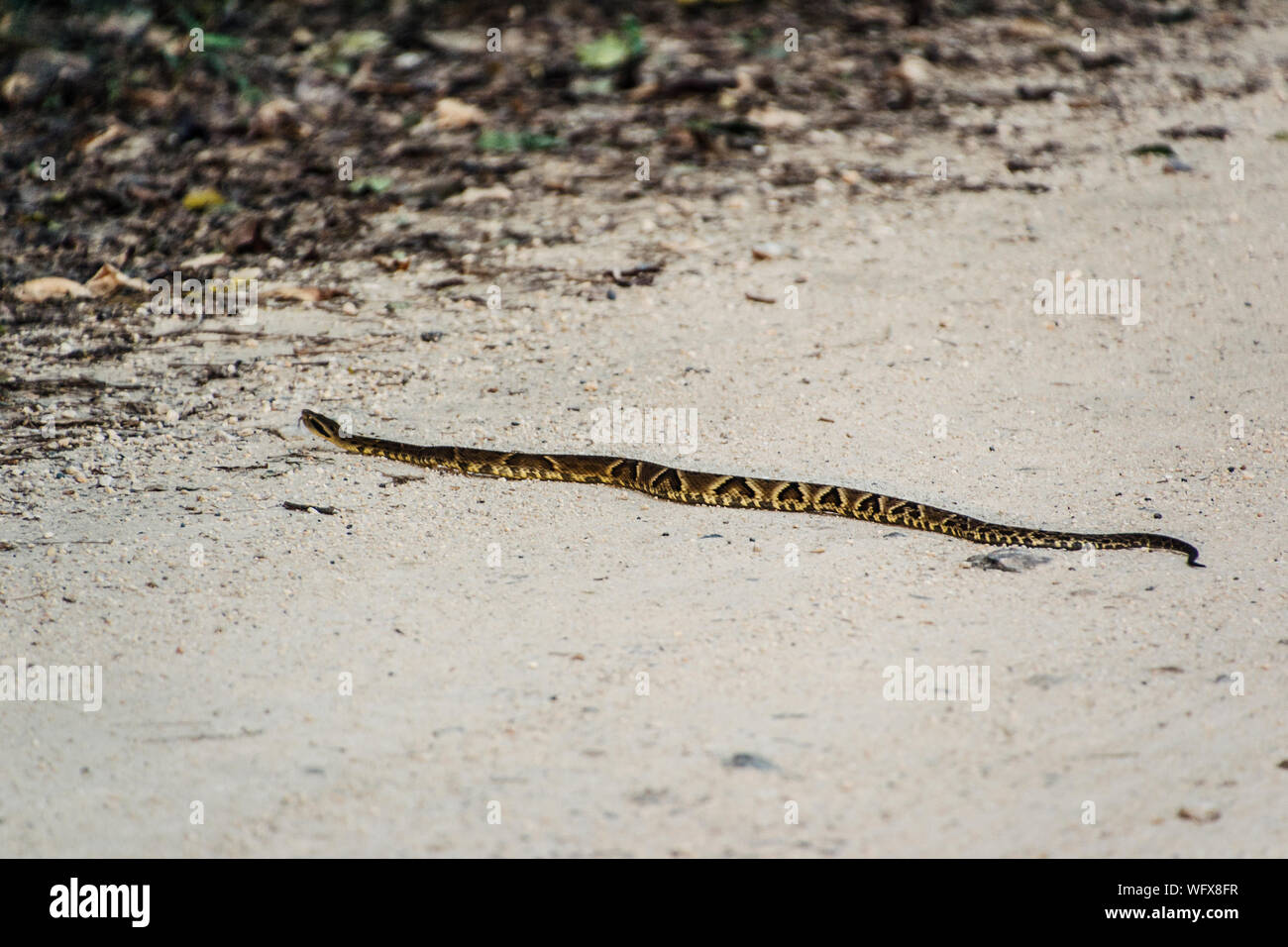 crawling animals snake