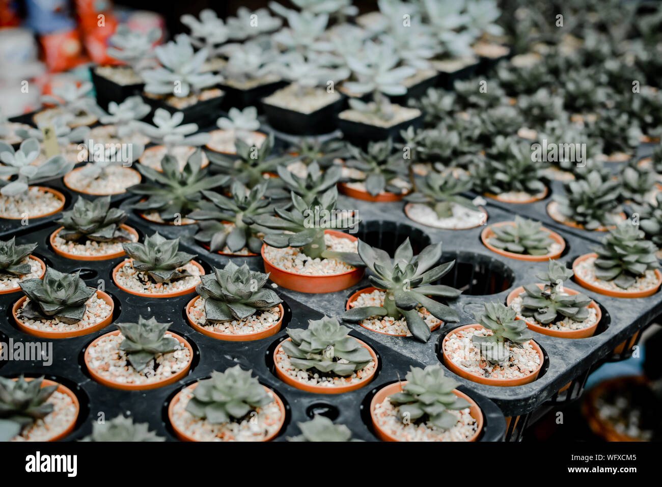 Closeup Of Potted Plants For Sale Stock Photo Alamy