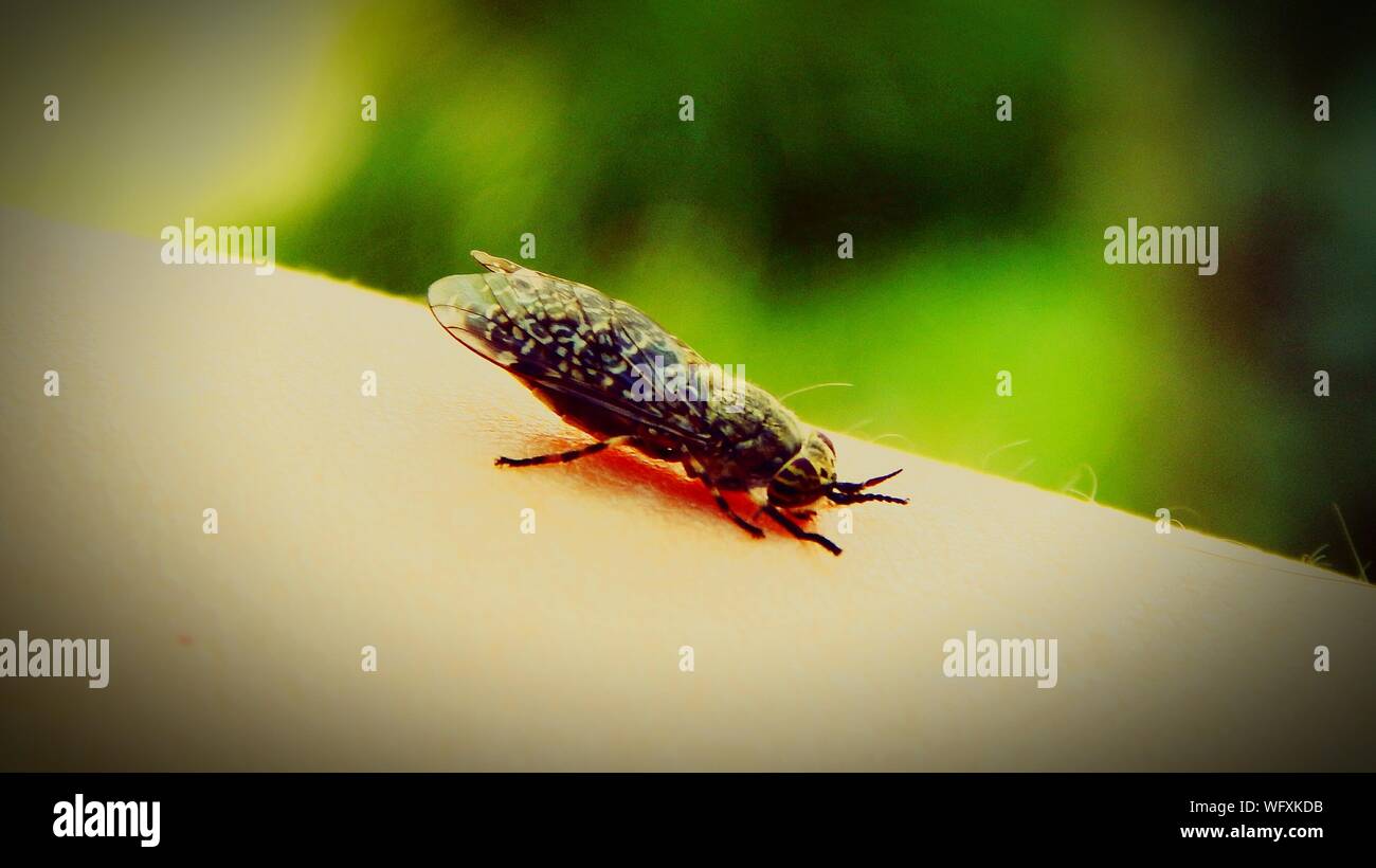 Close-up Of Fly On Human Skin Stock Photo
