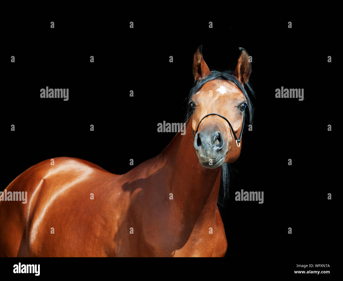 Black horse portrait hi-res stock photography and images - Alamy