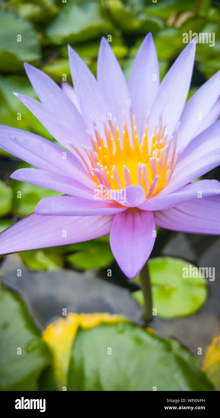 High Angle View Of Purple Water Lily Blooming In Pond Stock Photo