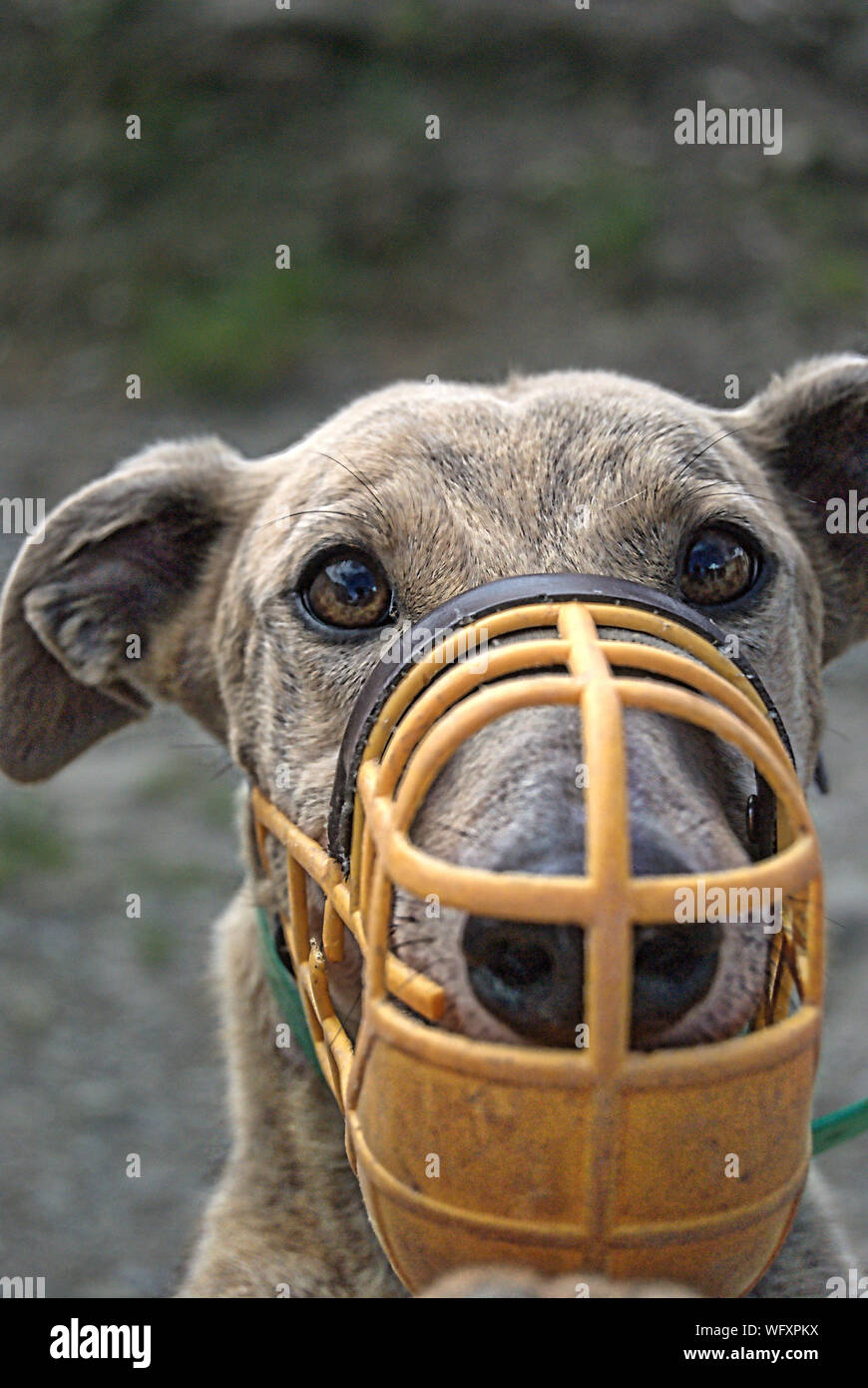 Why Do Greyhounds Wear Muzzles