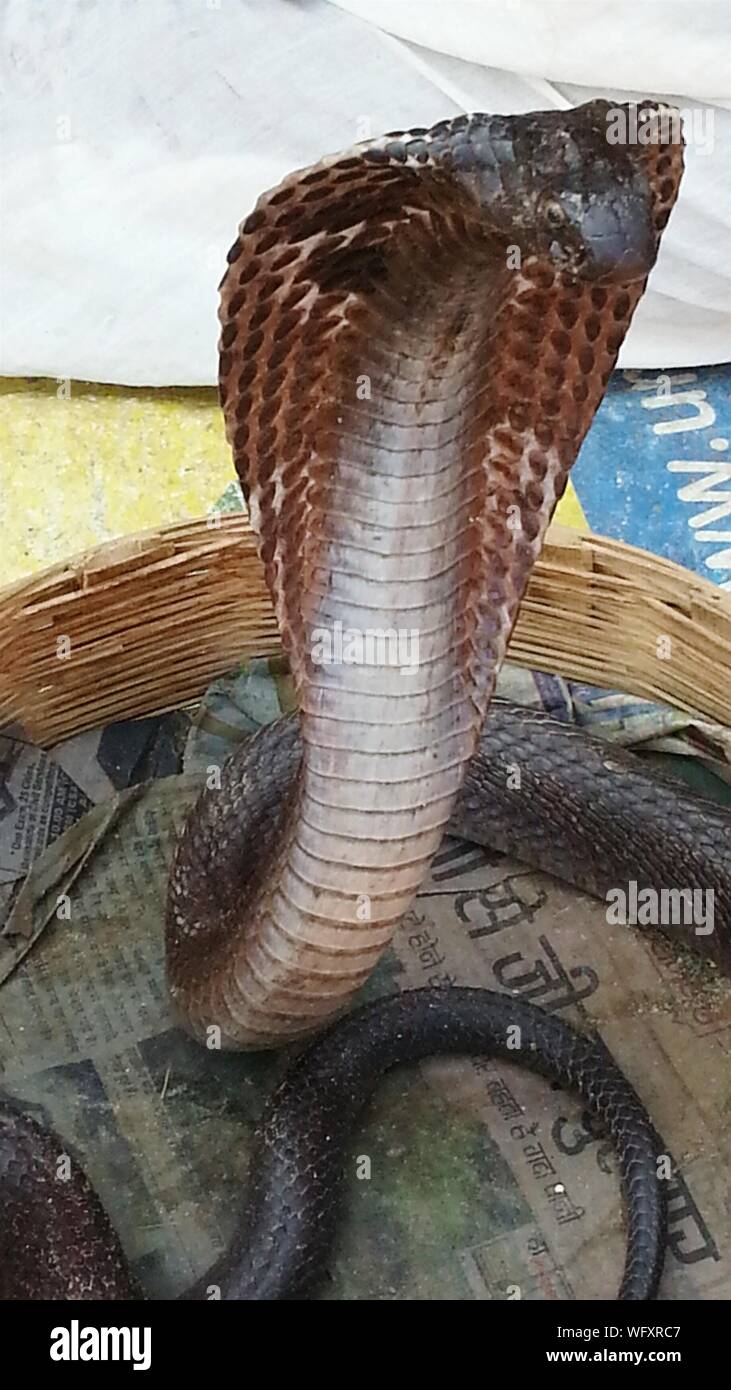 Cobra In Basket High Resolution Stock Photography and Images - Alamy