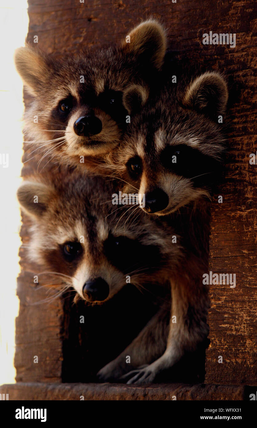 Three raccoons hi-res stock photography and images - Alamy