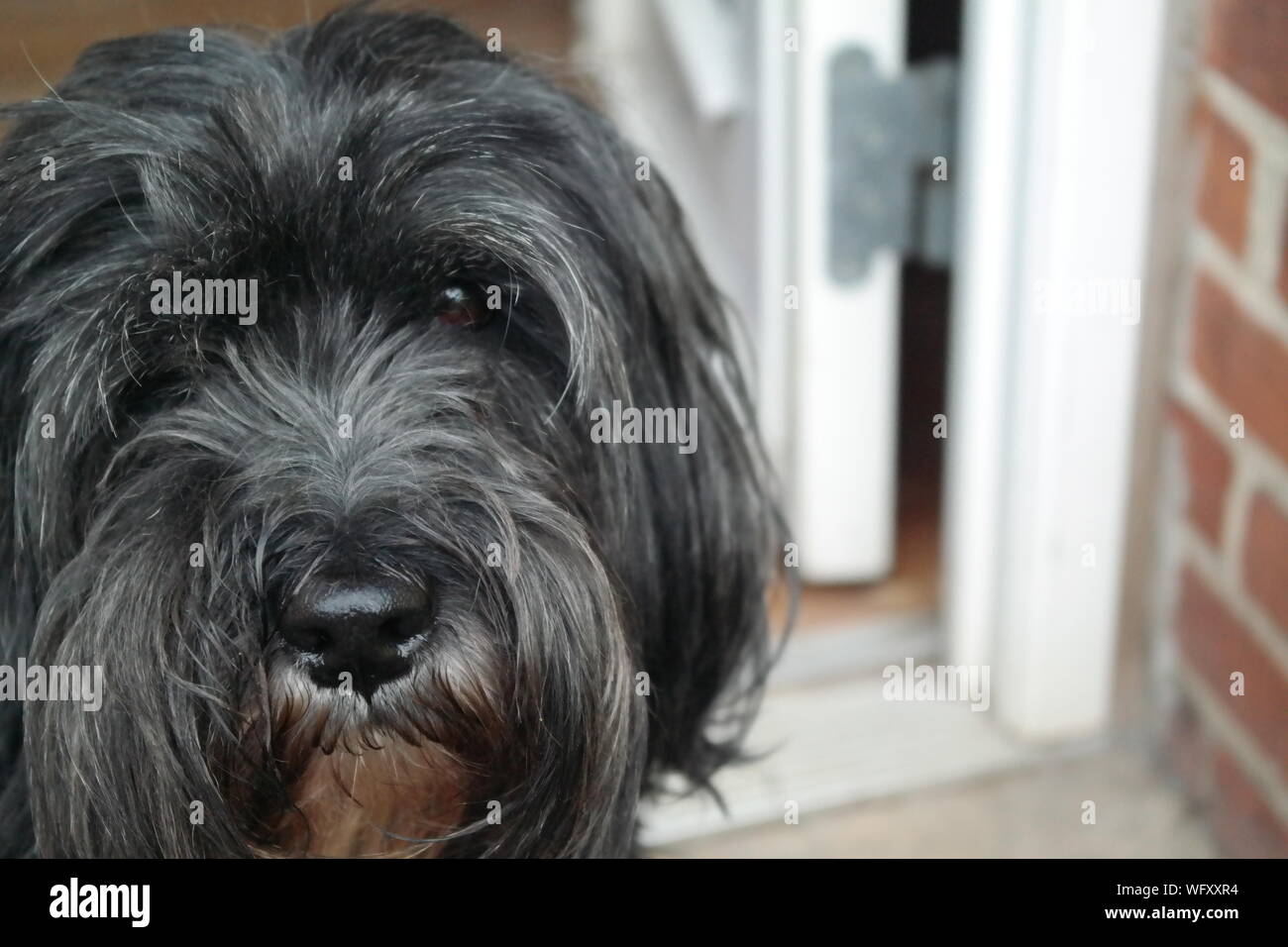 black hairy dog