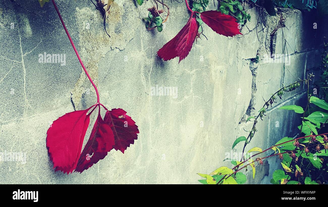Creeper Plants Hanging Against Wall Stock Photo Alamy